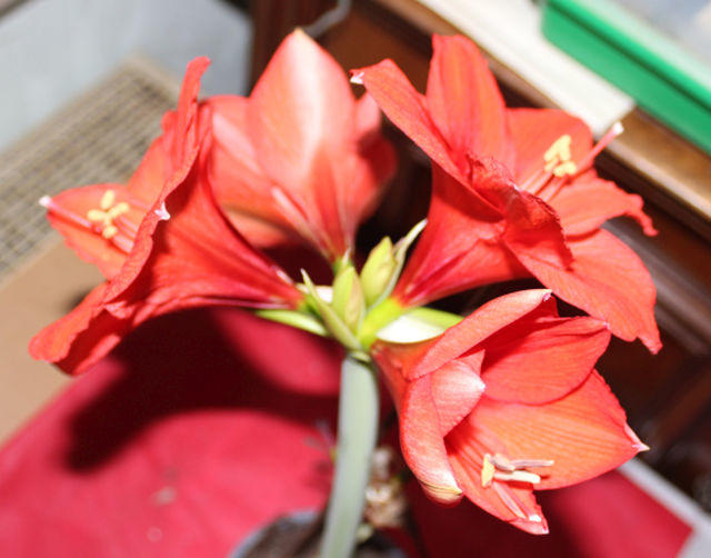 06 Amaryllis 26.01.2022.jpg