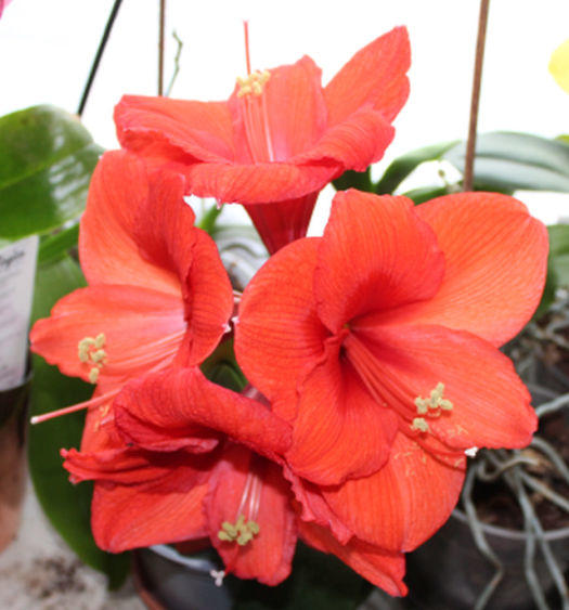 05 Amaryllis 09.01.2022.jpg