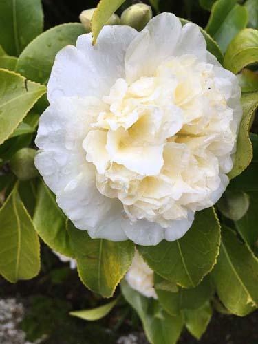 White Camelia_2021-01-28.jpg