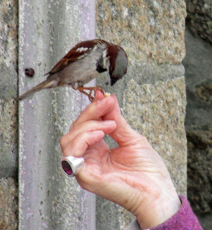 Feeding the bird.jpg