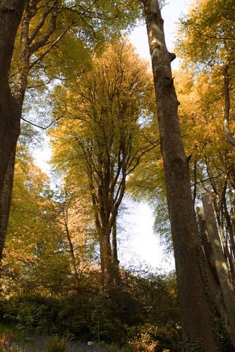 Baumlandschaft.jpg