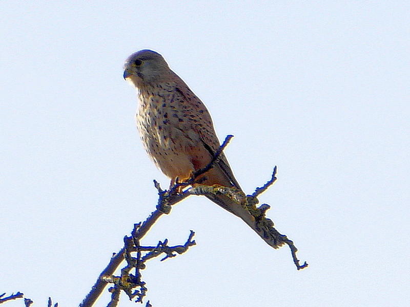 P1110664-m-Turmfalke-st.jpg