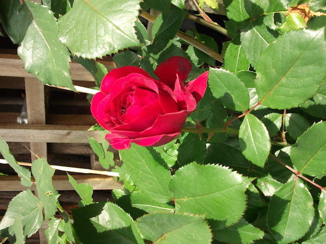 Rote Rose.JPG