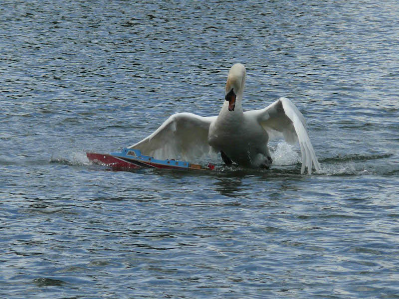 sterbender schwan.jpg