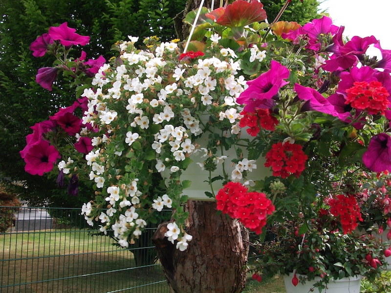 Blumenampel3.JPG