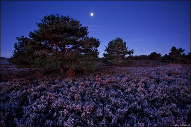 Heide bei Nacht.jpg