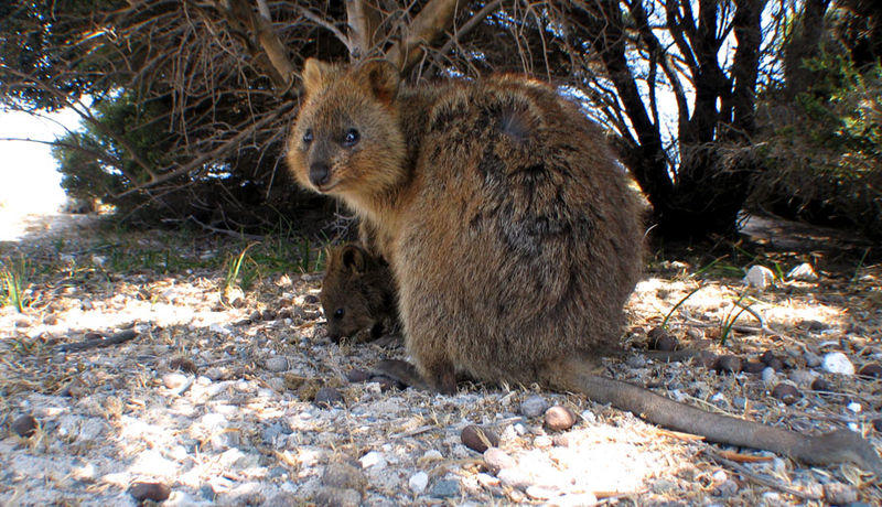 800px-Quokka_avec_son_petit.jpg