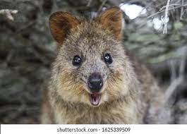 Quokka: Bilder, Stockfotos und Vektorgrafiken | Shutterstock