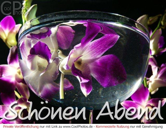 1020_03499_orchideen_schoenen_abend.jpg