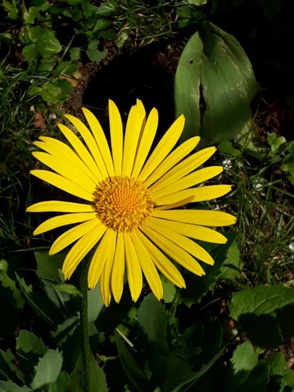 Rudbecchia.jpg