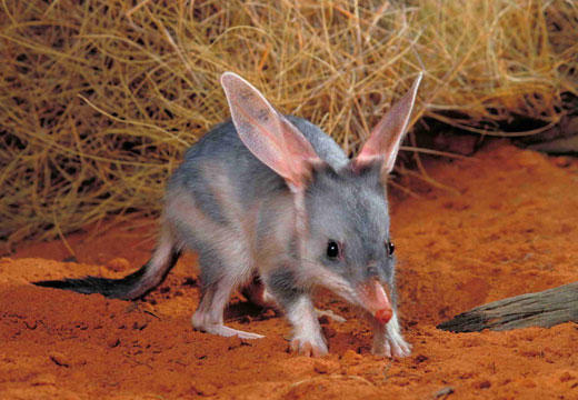 bilby1.jpg