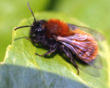 220px-Andrena_fulva01.jpg