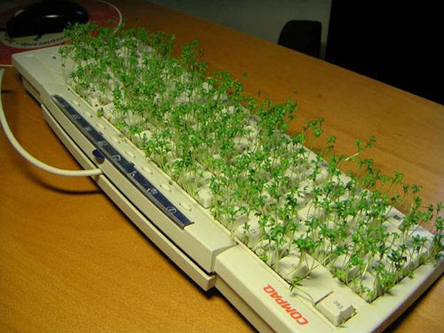 tuOtvFm_office-prank-keyboard-grass.jpg