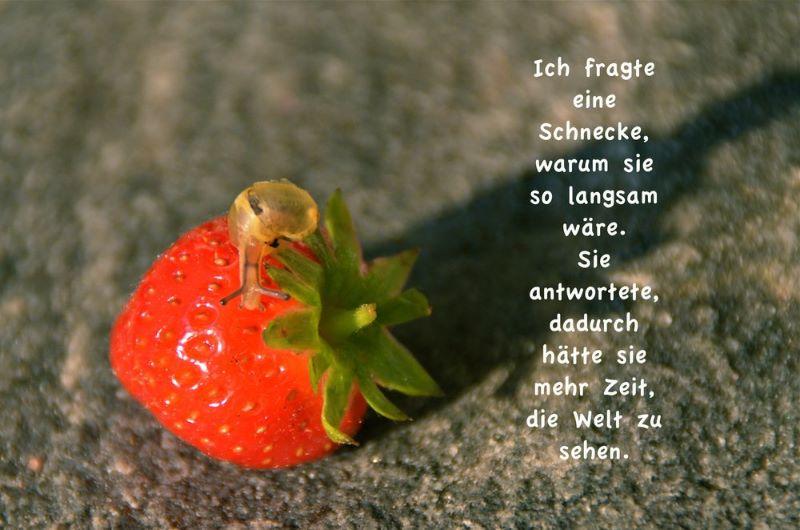 Schnecke.jpg