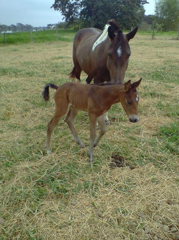 Barbara Ecuador Pferd (10).JPG