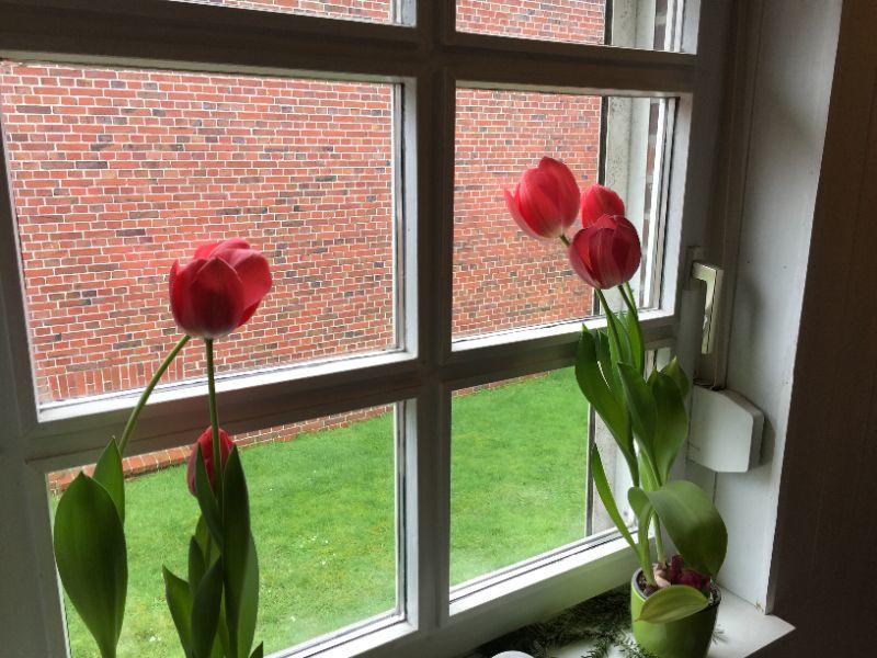 Tulpen im Febr4uar.JPG