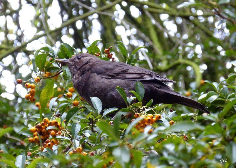 Amsel 081 .jpg