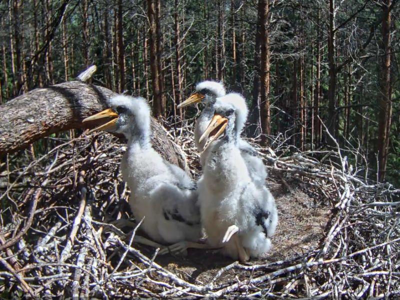 Storch 16.6.17.jpg