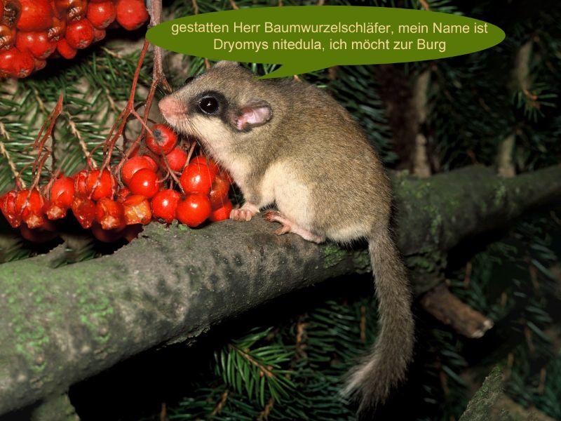 baumschlaefer_dryomys-nitedula_.jpg