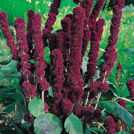 Amaranthus caudatus 'Fat Spike' seeds  AMA6955-A_h.jpg