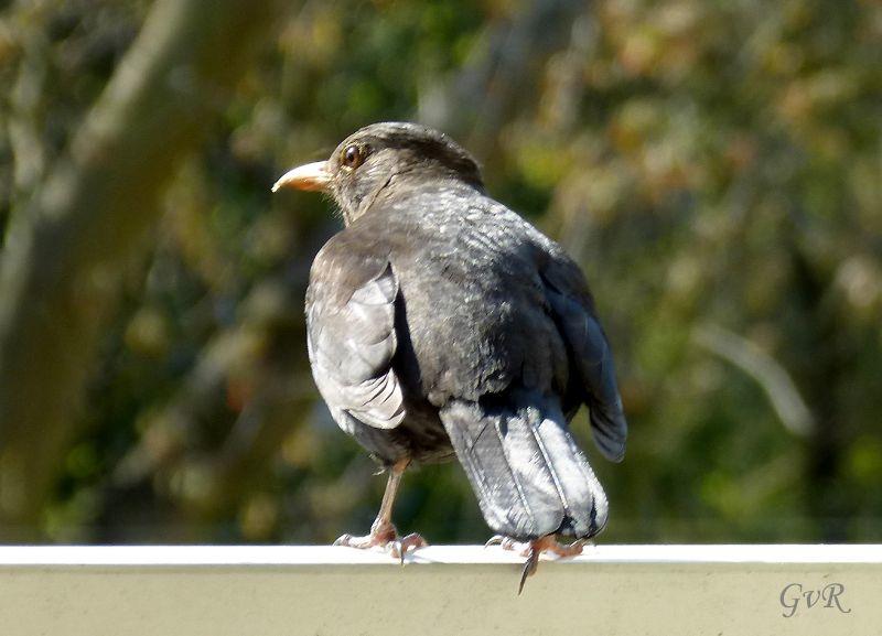 Amsel 20.7, 019..jpg