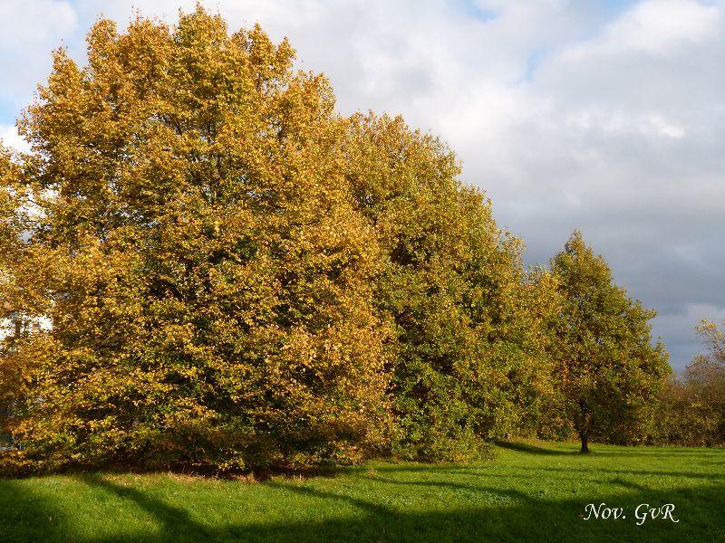 Herbst 2.11.jpg