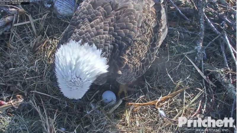 Weißkopfseeadler 17.12.20.JPG