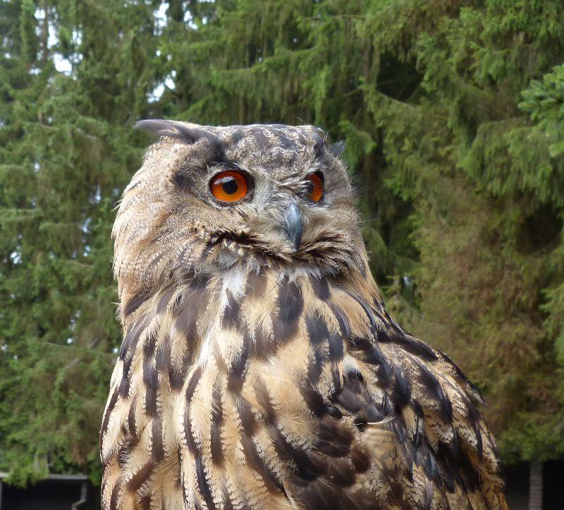 Greifvogel Hellenthal 21.8.jpg