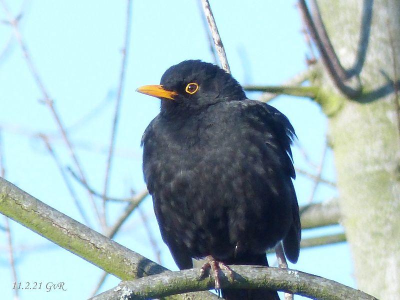 Amsel 11.2.21 005 Kopie.jpg