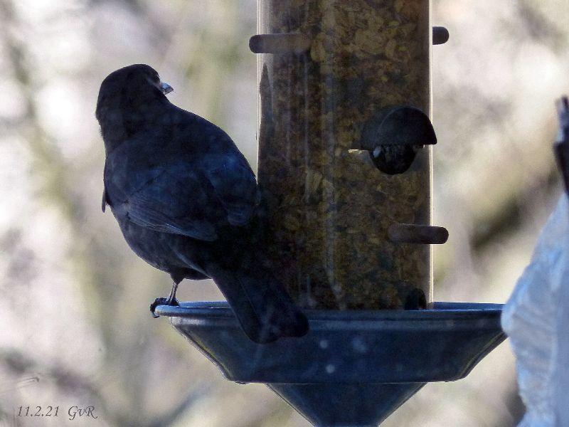 Amsel 11.2.21 006 .jpg