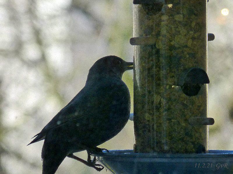 Amsel 11.2.21 010 .jpg