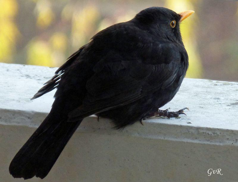 Amsel xxxx.jpg