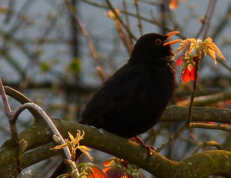 Amsel 001.jpg