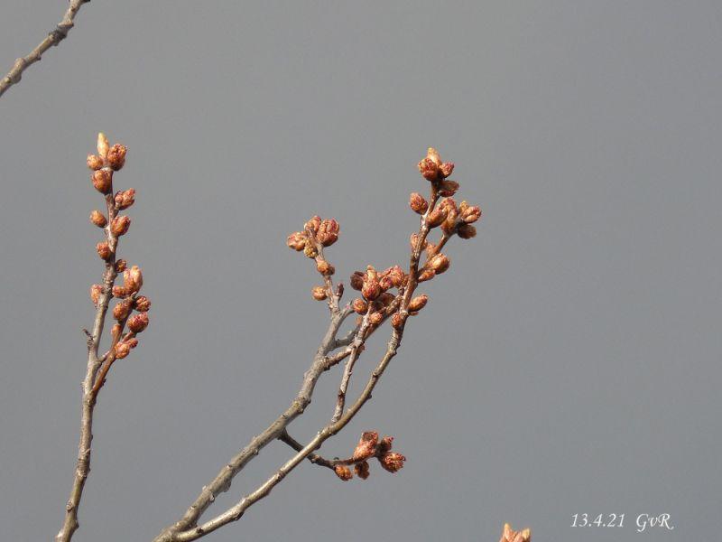 Eichen Knospen 13.4 009 Kopie.jpg