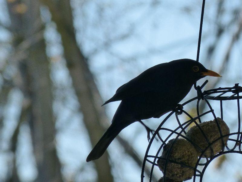 Amsel27.4.21 017.JPG