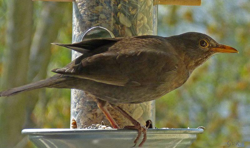 Amsel4.006 -1_bearbeitet-1.jpg