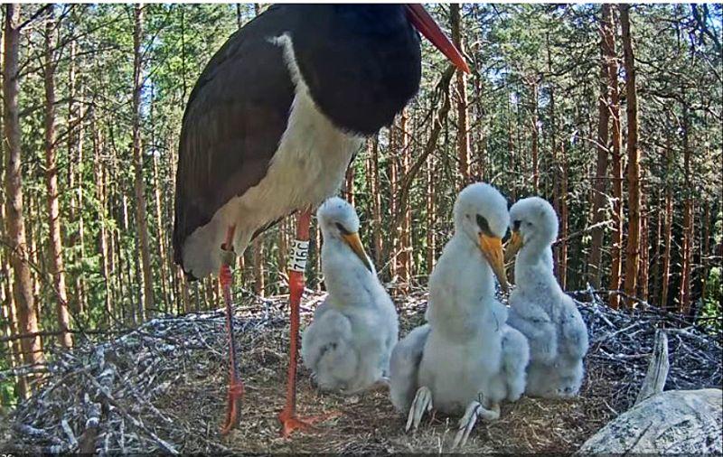 Storch 16.6.21 .JPG