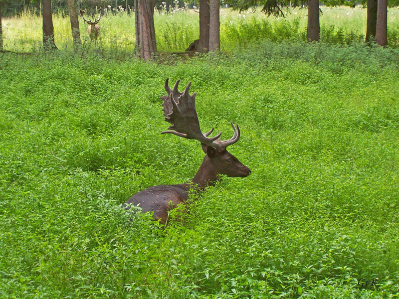 14.8.2010 Venusberg 014 Kopie.jpg