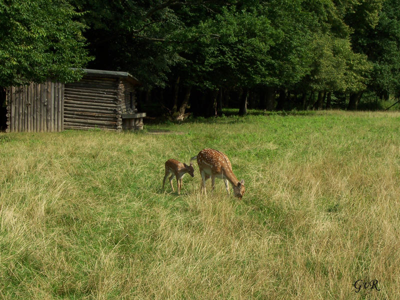 14.8.2010 Venusberg 024 Kopie.jpg