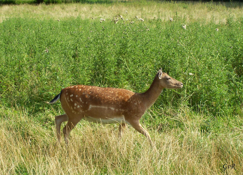 14.8.2010 Venusberg 022 Kopie.jpg