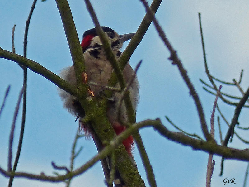 Vögel Falter 26-7- 019 Kopie.jpg