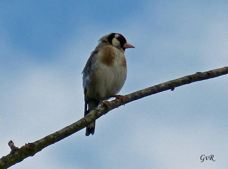 Vögel Falter 26-7- 031 Kopie.jpg