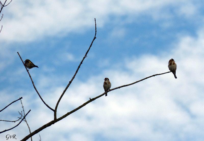 Vögel Falter 26-7- 030 Kopie.jpg