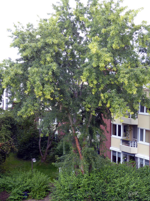 Baum 26.8-21 004.jpg