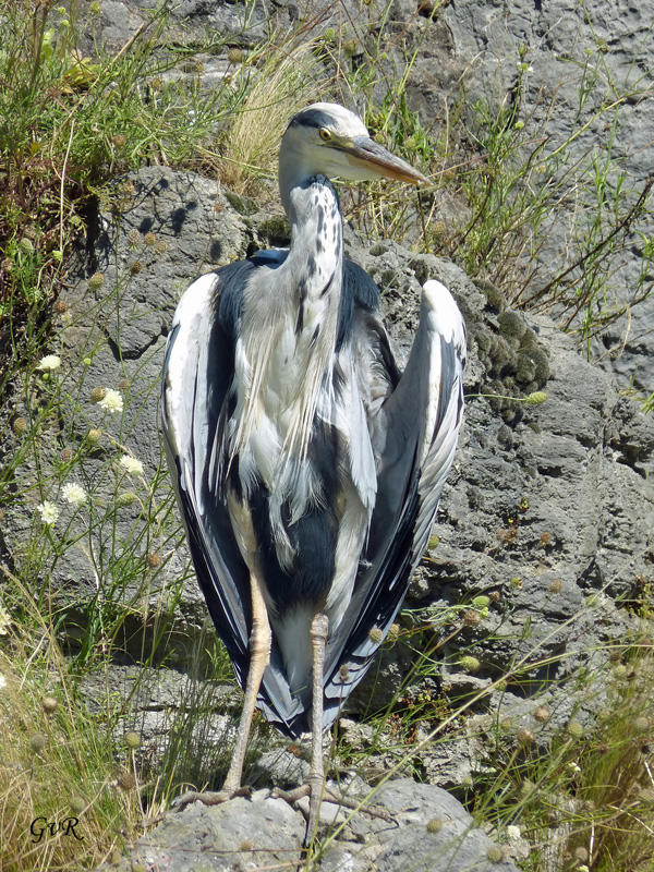 Zoo Köln 16 116 .jpg