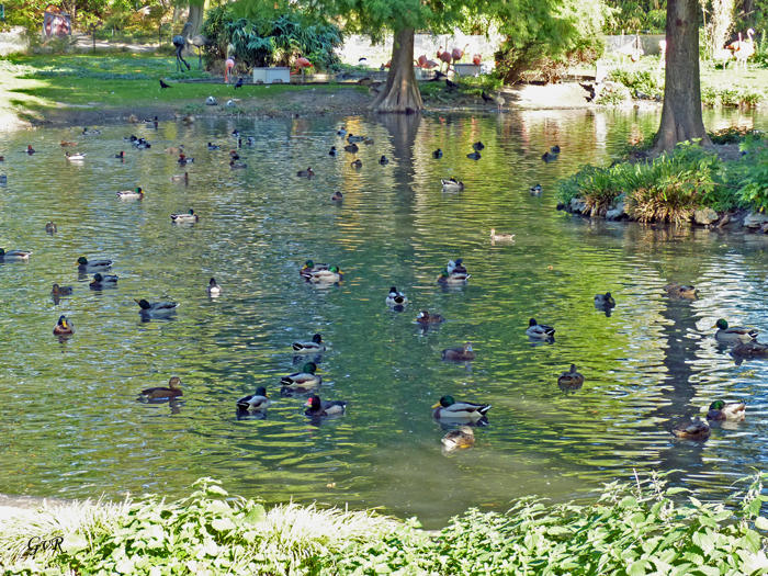 Kölner Zoo 6.10.jpg