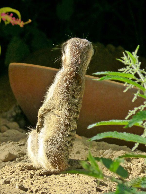 Zoo Köln 010 .jpg