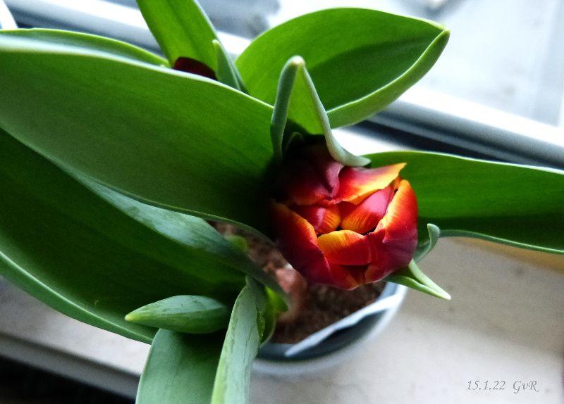 Tulpe 15.1.22 002 Kopie.jpg