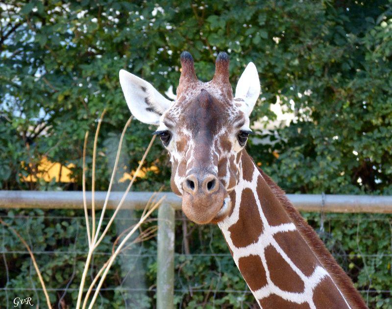 Zoo Köln 18.9.2014 181.jpg