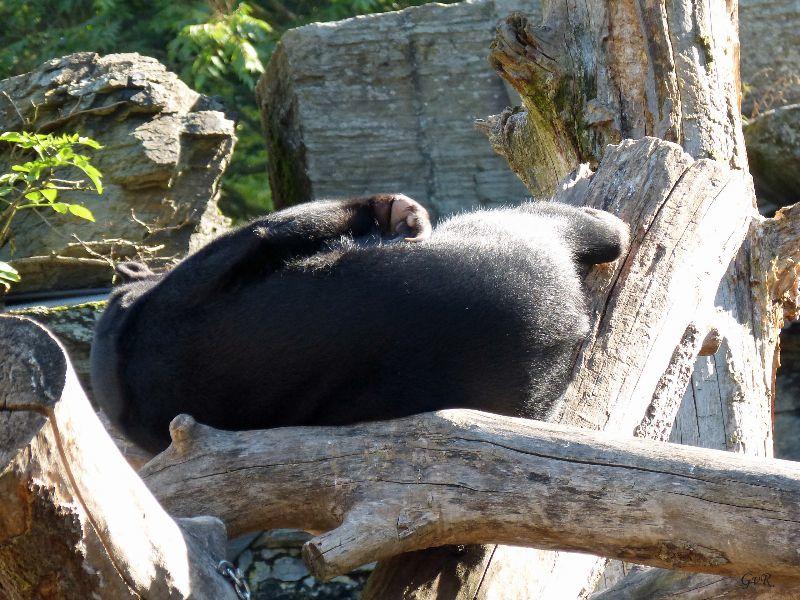 Zoo Köln 014 Kopie.jpg